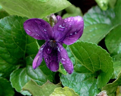 la violette