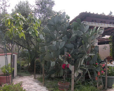 le jardin de dominique 