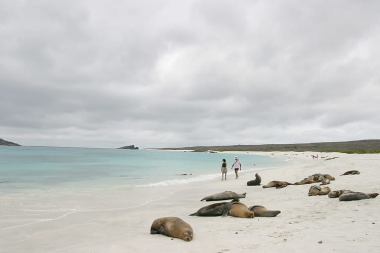la plage des otaries photo jean paul calvet