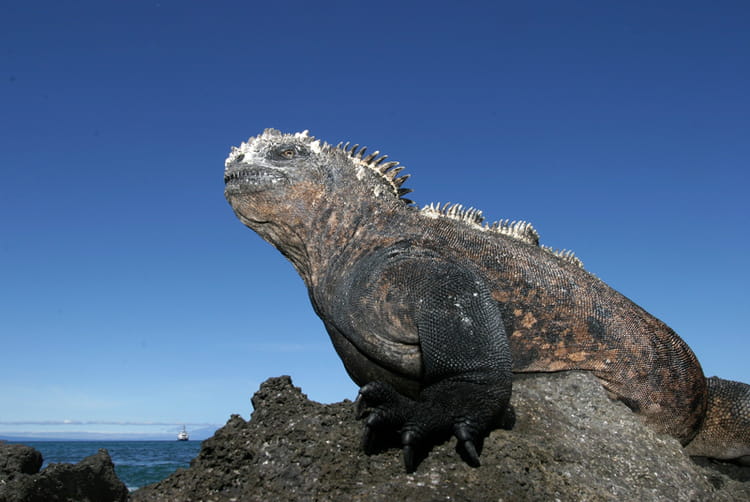iguane marin sorti de la prã©histoire photo jean paul calvet