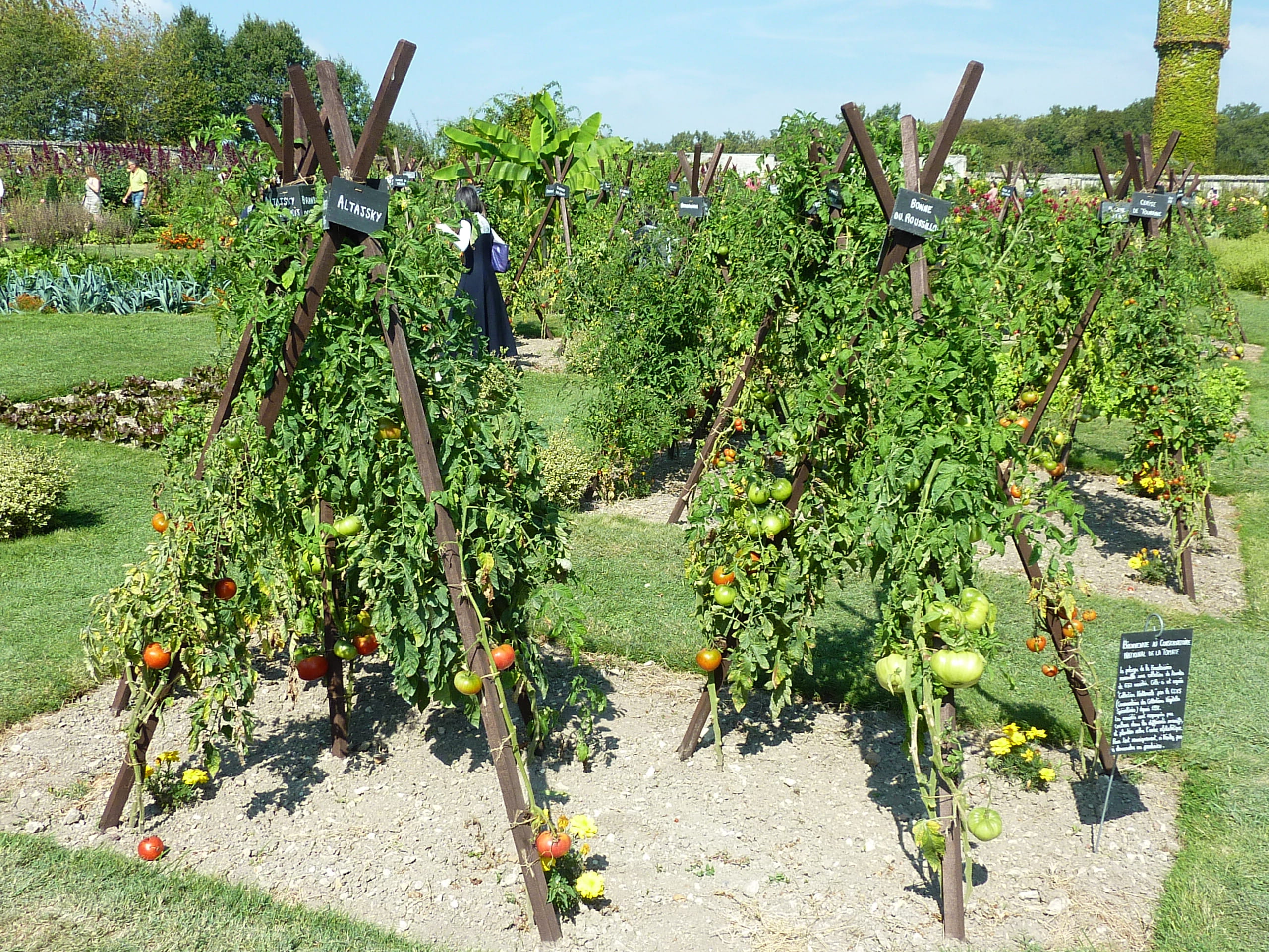 Attractive Espacement Pied De Tomate #2: Wonderful Planter Des Pieds De Tomates #11: ... Pour Pouvoir Profiter Pleinement Attractive Espacement Pied De Tomate #2: Wonderful Planter Des Pieds De Tomates #11: ... Pour Pouvoir Profiter Pleinement