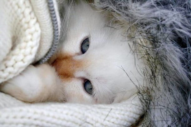 Vos animaux 