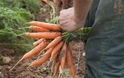 ramassez les carottes tardives