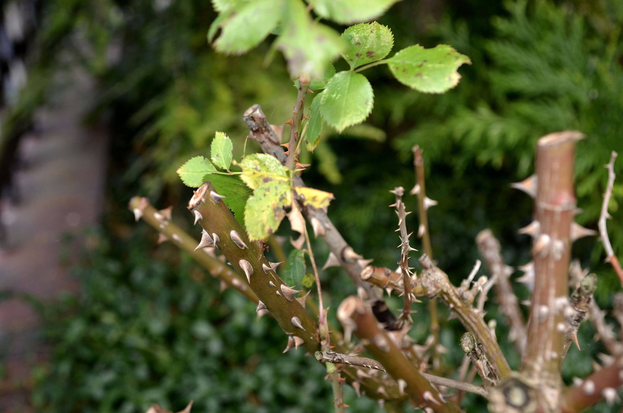 que faut il planter en octobre