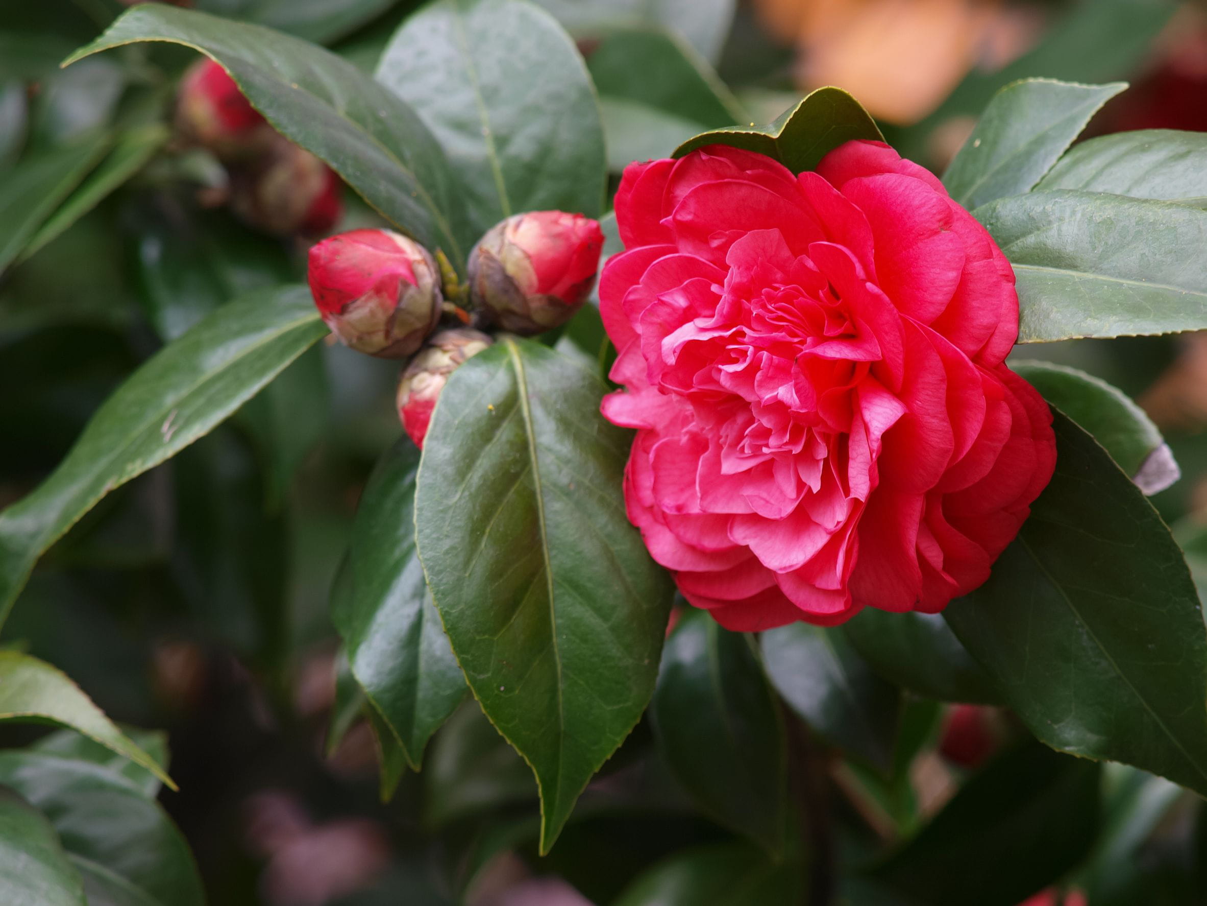 10 idées pour un joli jardin en hiver