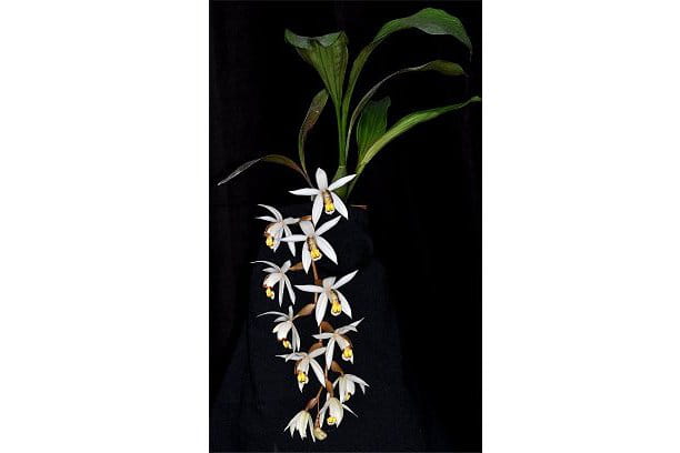 Coelogyne kaliana