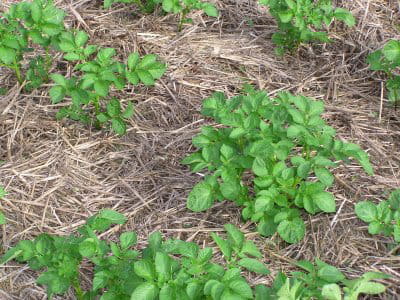 le paillage des légumes racines restés en place les protégera pendant la saison