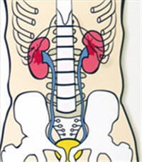 les reins sont situés de part et d'autre du diaphragme.