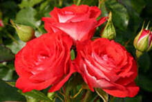 rosa hybride planten un blomen ha 05