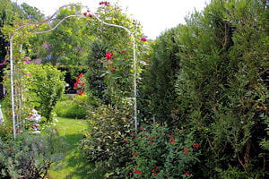 rosier grimpant