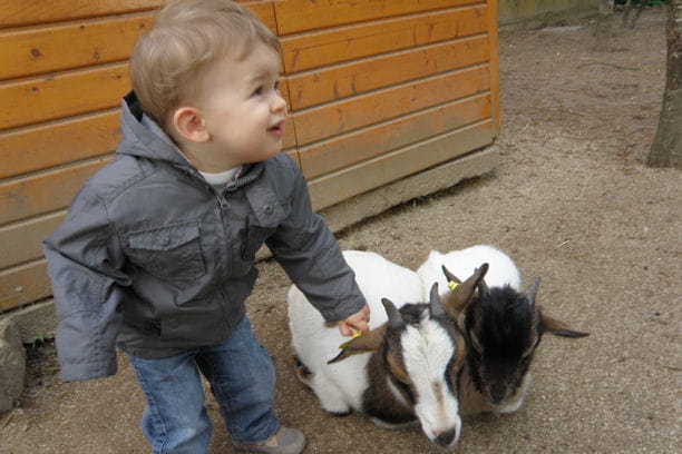 Noé et les petites biquettes