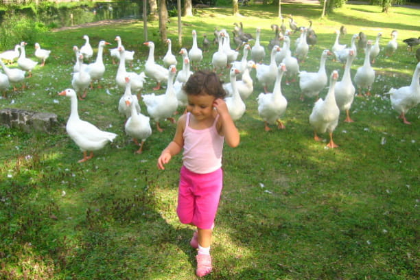 Maïa et les oies