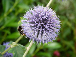 abeille butinant