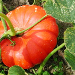 potiron