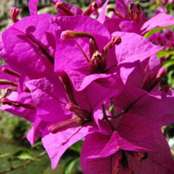 bougainvillier