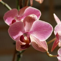 orchidées