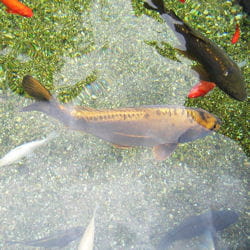 carpes