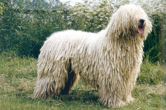 Les races de chiens les plus insolites : Le komondor Les races de chiens les plus insolites : Le komondor