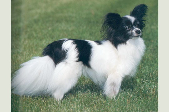L'épagneul papillon : Les races de chiens les plus L'épagneul papillon : Les races de chiens les plus