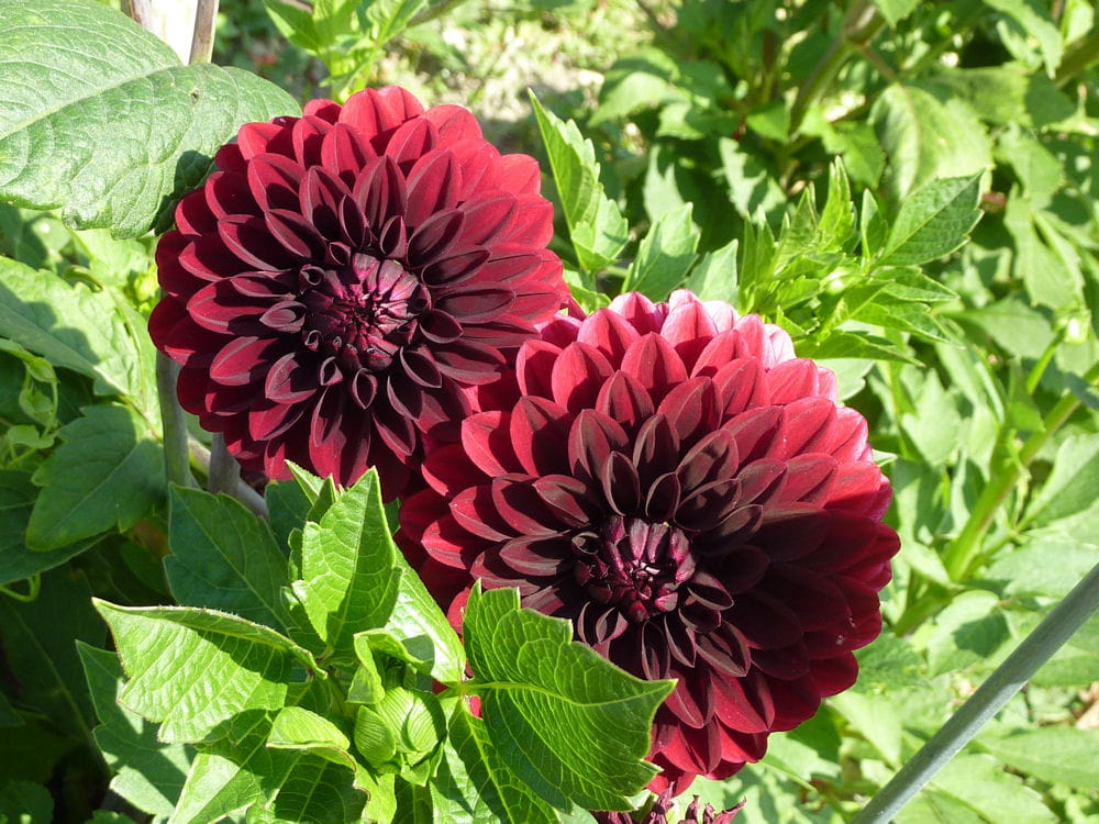 a quelle periode planter les dahlias