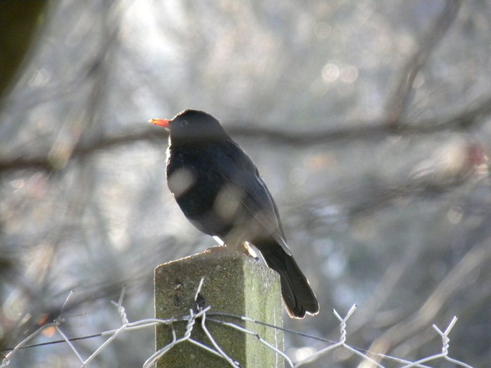 pourquoi les oiseaux chantent la nuit
