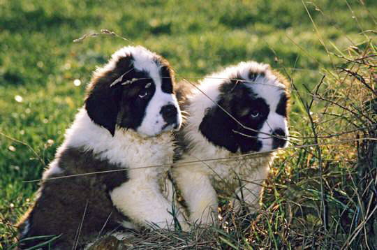 Le saint-bernard