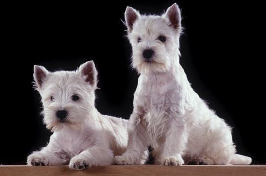 Le westie