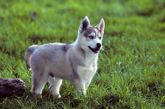 Le husky