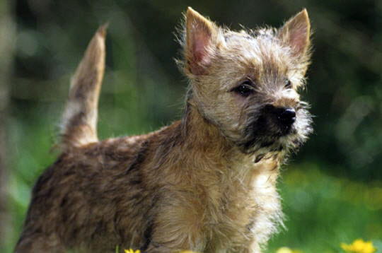Le cairn terrier