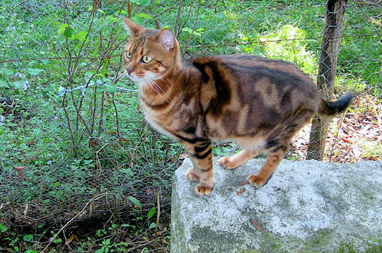 L'origine du Bengal...