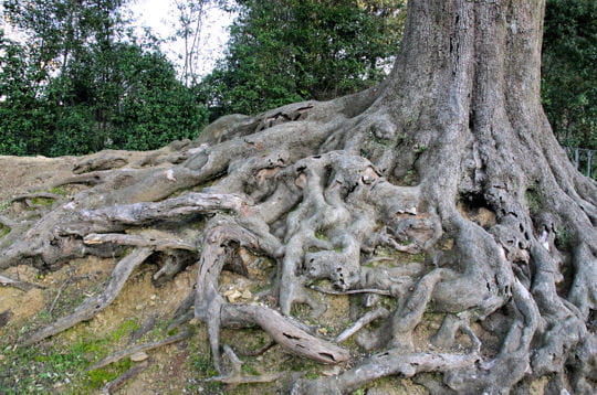 Arbre aux larges racines