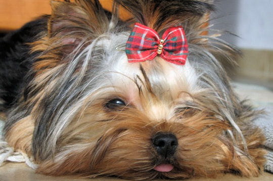 coupe de cheveux que les filles aime coloration cheveux koleston palette