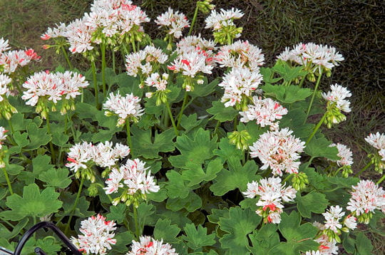 Pelargonium