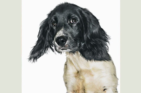 La vivacité de l'épagneul breton : Portraits de chiens La vivacité de l'épagneul breton : Portraits de chiens