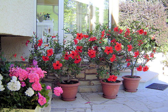 Plantes en pots