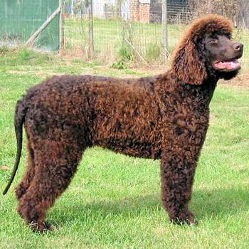 23. Le chien d'eau irlandais : Ces chiens réputés pour 23. Le chien d'eau irlandais : Ces chiens réputés pour