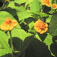 cordolyne
