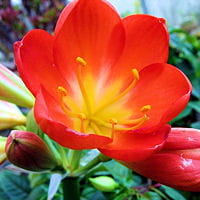 clivia