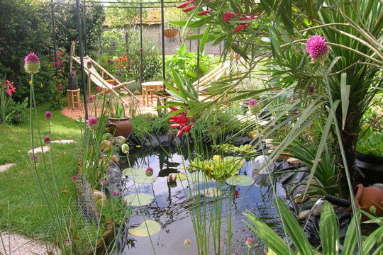 Oasis