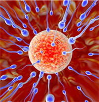 Temps rencontre spermatozoide ovule