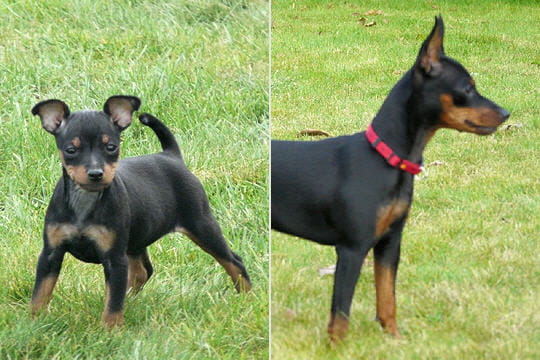 Le pinscher nain : La métamorphose des chiots de race Le pinscher nain : La métamorphose des chiots de race
