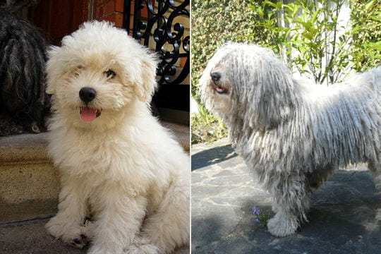 Le puli : La métamorphose des chiots de race - Journal des Le puli : La métamorphose des chiots de race - Journal des