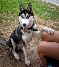 Mon chien pose sa patte sur mon genou : Comprendre son Mon chien pose sa patte sur mon genou : Comprendre son