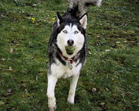 Mon chien veut sans cesse jouer : Comprendre son chien Mon chien veut sans cesse jouer : Comprendre son chien