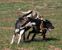 un chien qui ne tient pas en place, notamment s'il est jeune, n'est pas