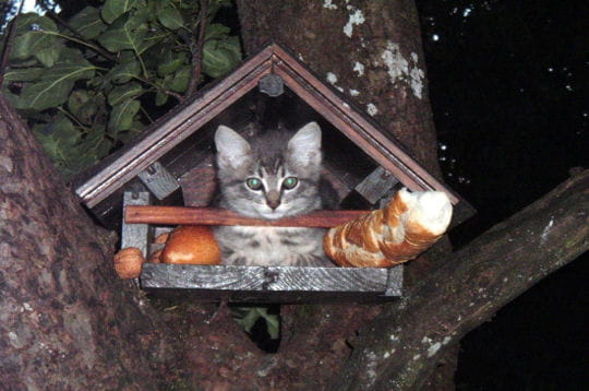 Cabane