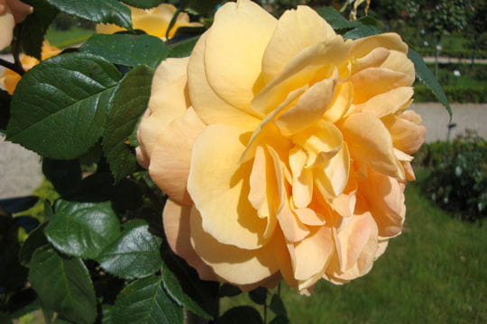 Bernstein-Rose ®
