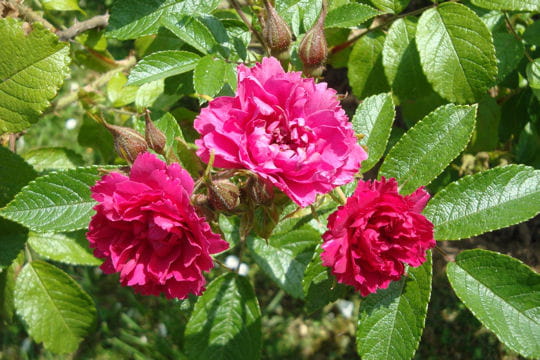 F.J.Grootendorst