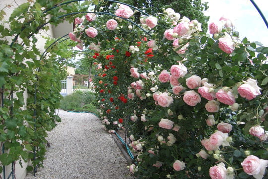 Vigne et rosiers