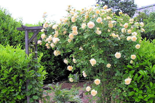 Rosiers anciens